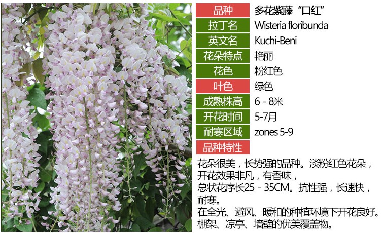 奇花异草 九尺藤 口红 *日本丰花紫藤苗* 扦插小苗