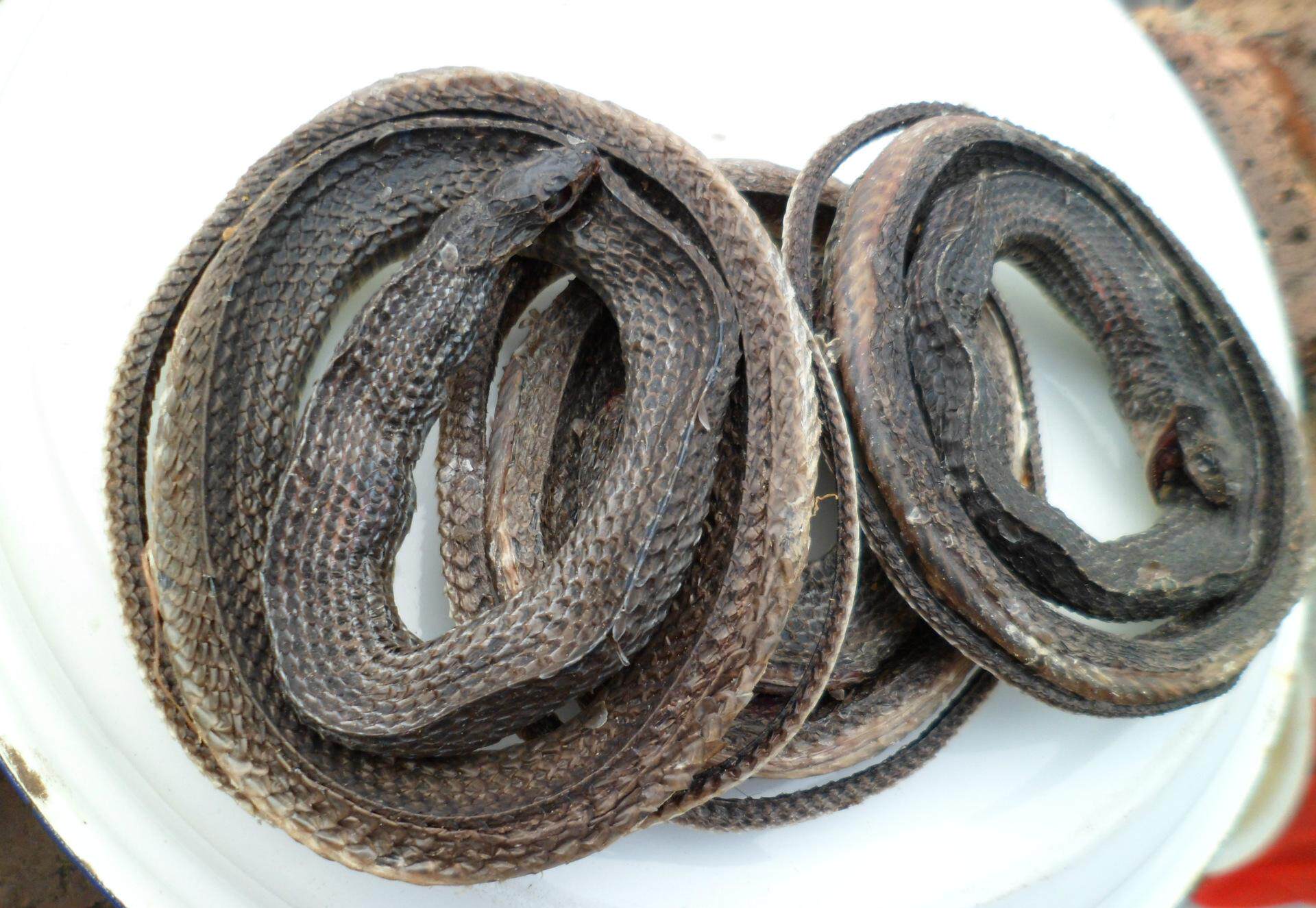 蛇干 中药材供应 干货 干净无杂质 500克55元包邮_7折现价55元