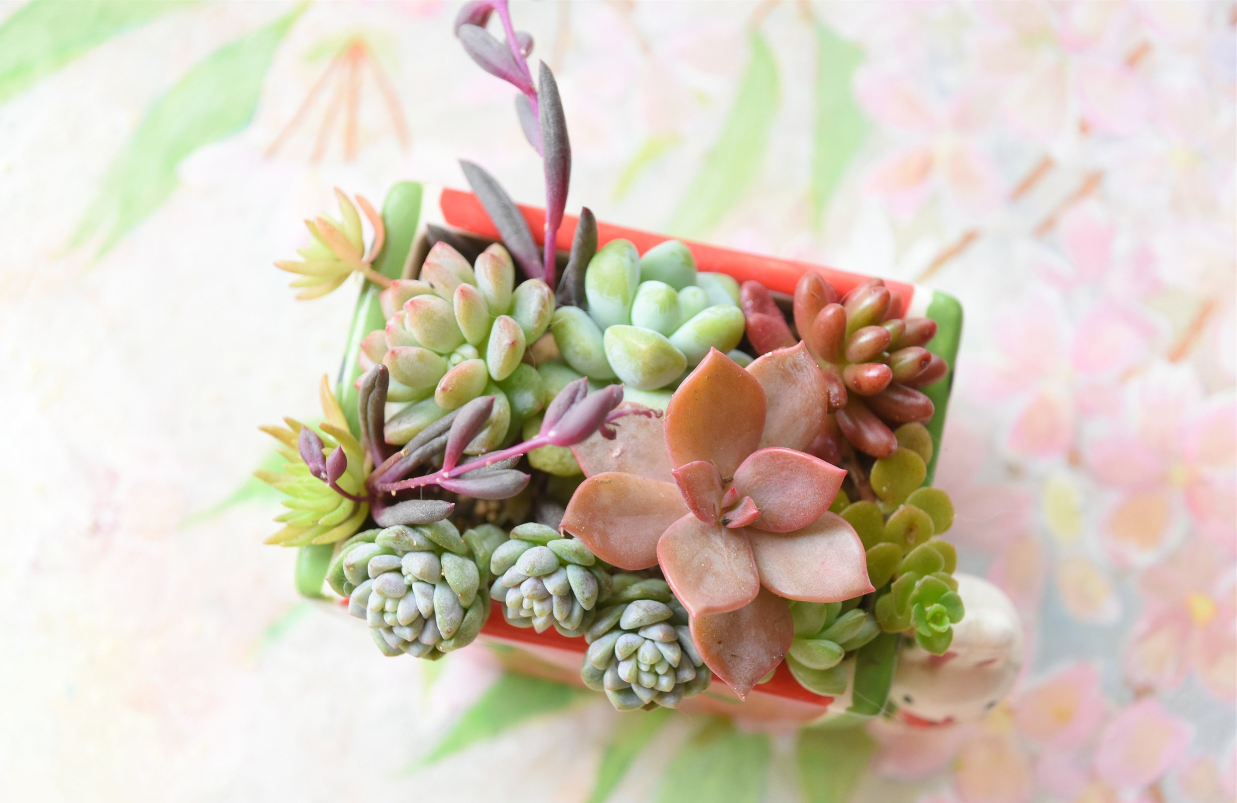 新晋网红多肉,一个比一个漂亮