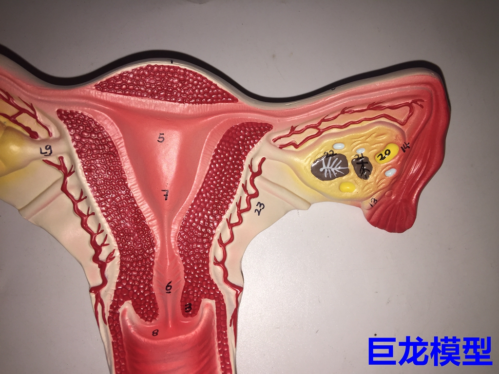 子宫附件