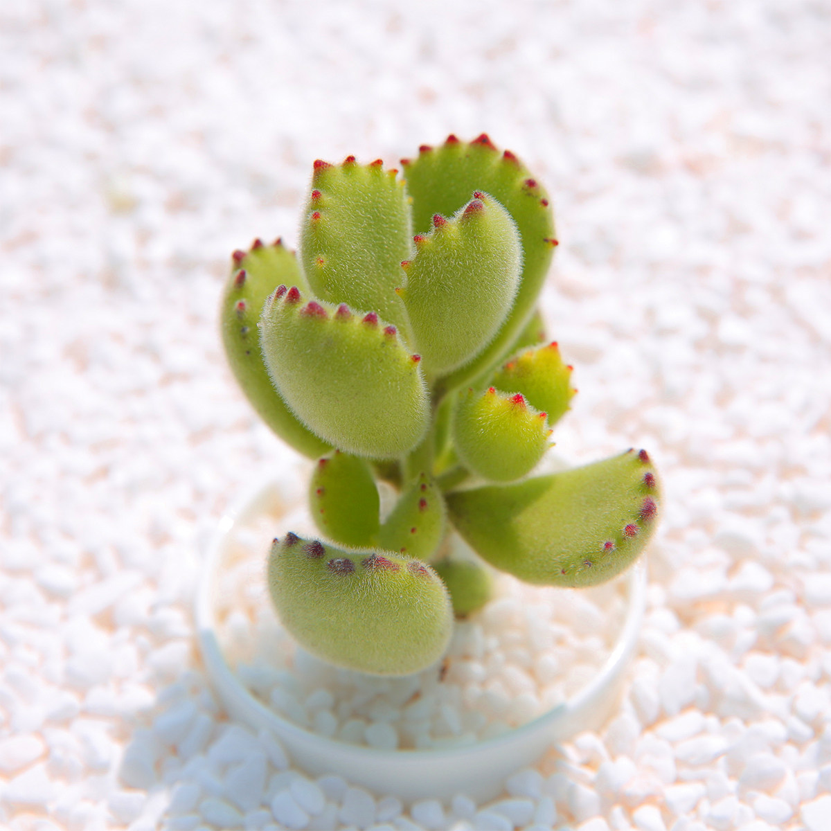 熊童子 黑爪子 多肉植物组合盆栽进口老桩群生阳台创意绿植 多肉