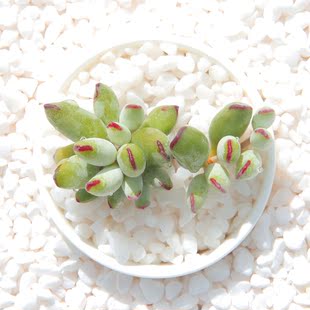 多肉治家森活云南露养稀有贵货精品美观特价多肉植物 精灵豆福娘