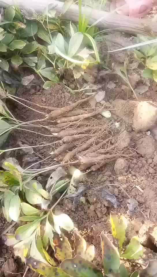 批发 芍药花苗1年生 观赏药用白芍药种苗 白芍芽赤芍芽 油用牡丹