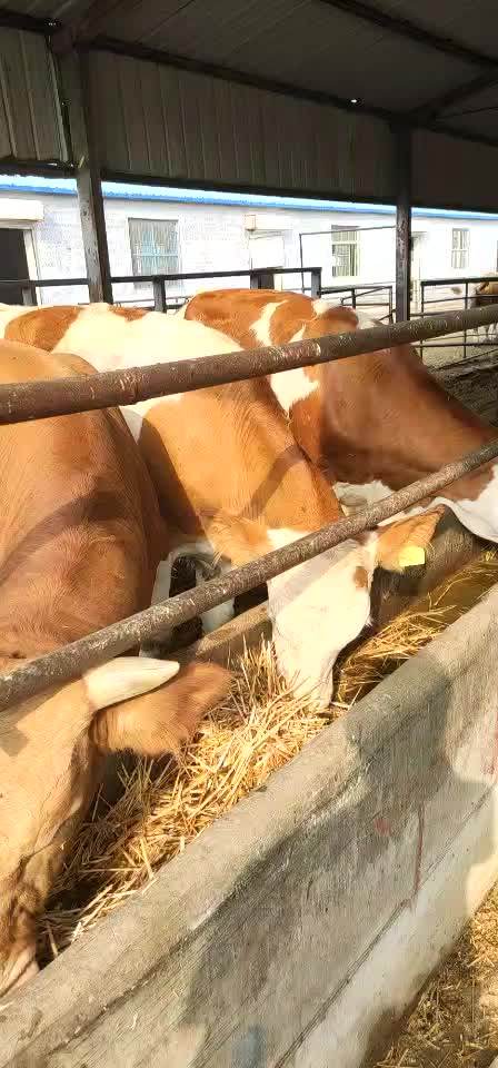 嘉旺 养殖西门塔尔牛 安格斯牛 西门塔尔牛犊-阿里巴巴