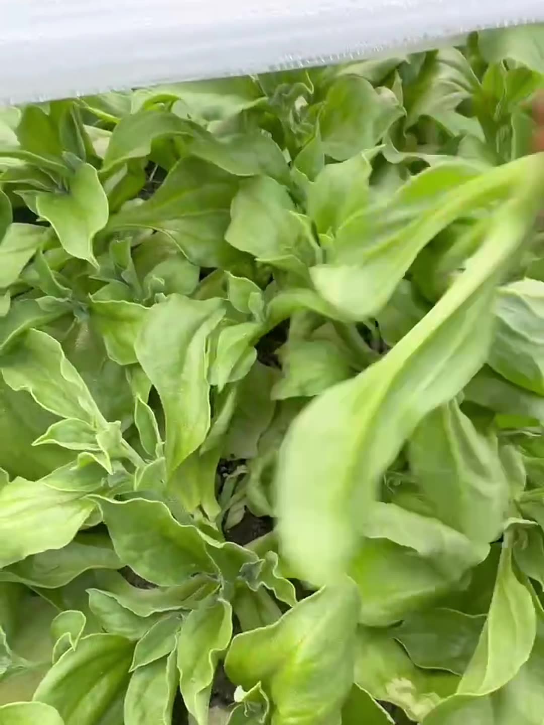 苏北现摘冰草新鲜蔬菜冰花冰叶冰冰水晶冰菜凉拌生吃沙拉即食顺丰