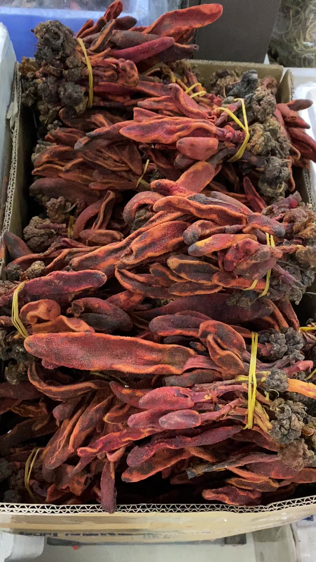 回春草 500克不老草 草苁蓉 肾阳草 续阳草 硬劲草 顶天柱 归阳草