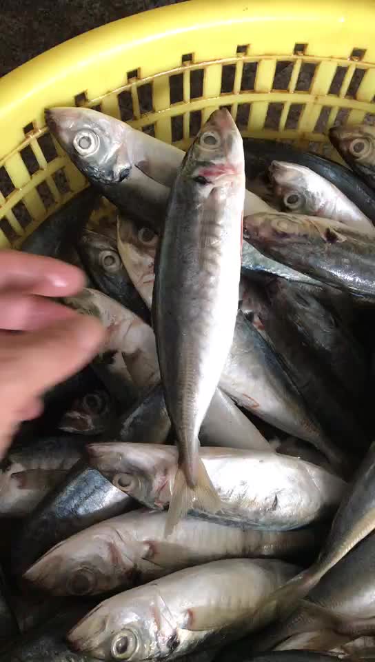100-120pcs bqf fresh frozen horse mackerel