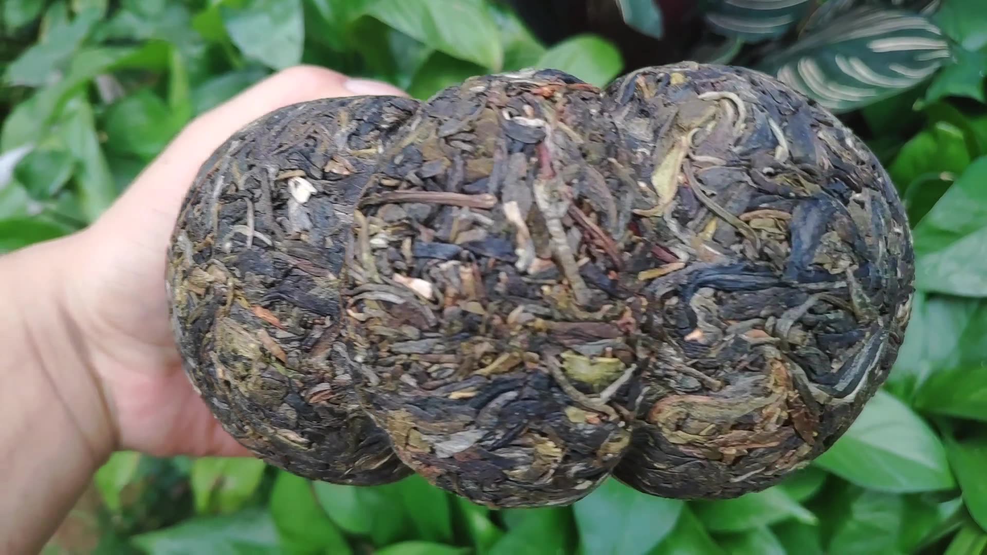 厂家大货批发1000克景迈金瓜贡茶云南普洱生茶美人头瓜茶纯料茶叶