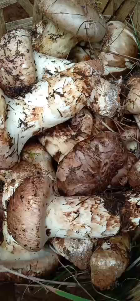 云南特产野生松茸鲜 香格里拉新鲜松茸菌 湿松茸 蘑菇菌菇2斤包邮