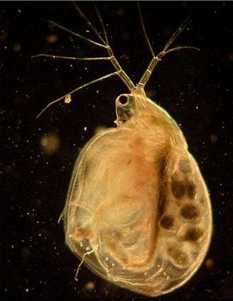 水蚤种 (活水蚤) 鱼苗开口及教学实验(5-35℃地区可购买)