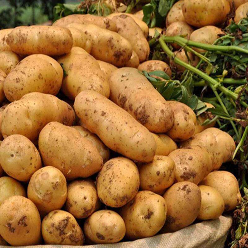 山西岚县土豆马铃薯大土豆公益助农洋芋农家自种新鲜5斤16.9元