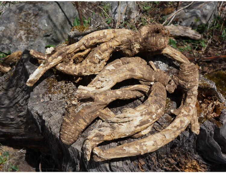 西藏野生当归500克 林芝波密高原原始森林无硫藏当归 全国包邮