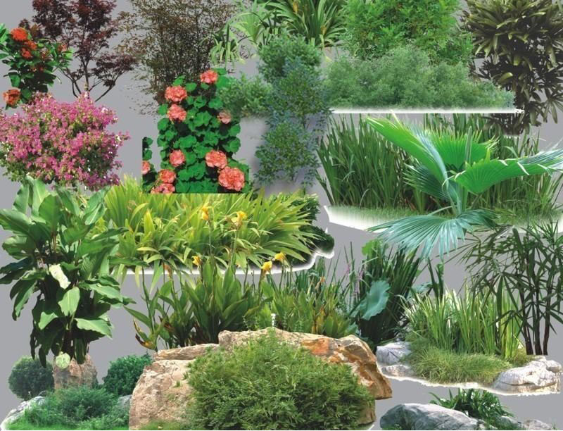 高清psd分层园林植物花卉树木效果图素材源文件