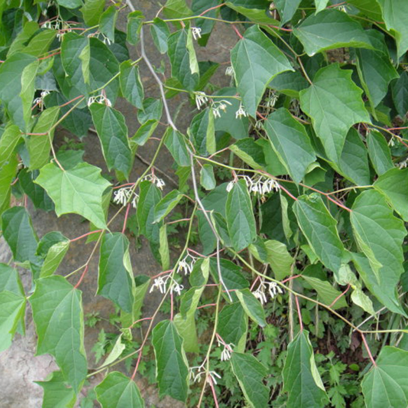 新鲜八角枫根 现挖白龙须白筋条根华瓜木 木八角八角枫枝叶茎包邮
