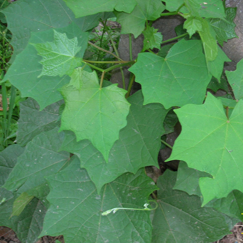 新鲜八角枫根 现挖白龙须白筋条根华瓜木 木八角八角枫枝叶茎包邮