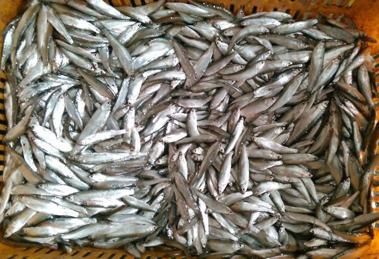 丹江口餐条新鲜野生小白条鱼刁子鱼餐条鱼餐子小河杂鱼野鱼翘嘴白