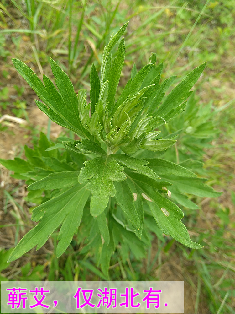 新鲜野生现采艾叶艾草艾蒿青团粑粑清明果天然蕲艾叶泡脚艾灸包邮