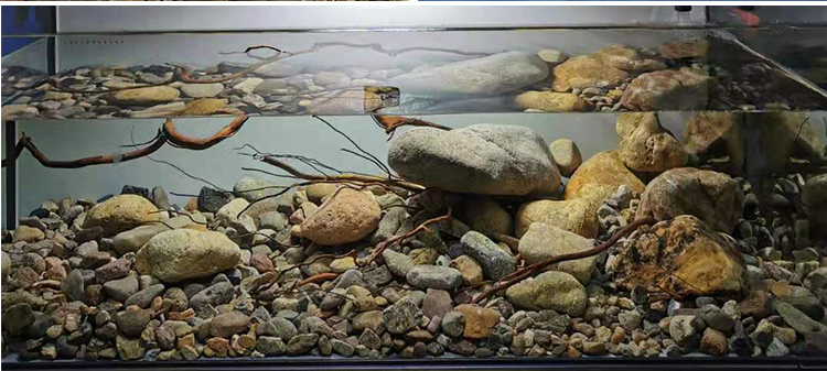 原生缸底砂鱼缸造景砂装饰石子铺底石沙子底沙石天然南美缸河溪石