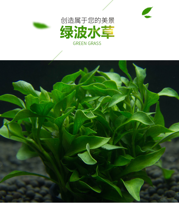 鱼缸增氧水草淡水鱼缸前景水草绿波中前景懒人好养水草鱼缸装饰草