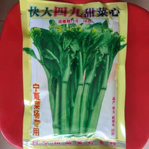 Kuaida Sijiu Beet Hearts 400g Yellow leaf beet hearts sown in Ningxia vegetable farms from March to September
