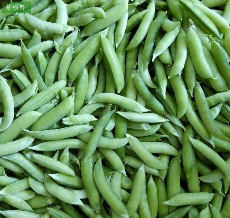 (9月发货)4斤装带壳新鲜甜豌豆保鲜发货包邮青豆荚圆麦豆农家现摘