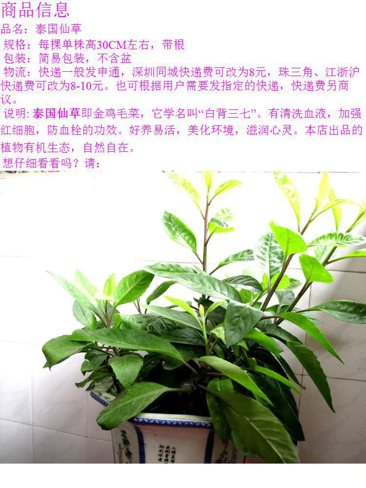 泰国仙草金鸡毛菜白背三七带根好活每株30cm深圳现货可以吃的绿植