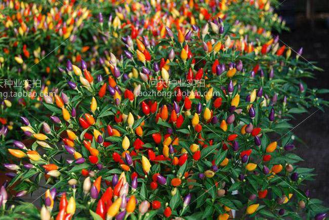 四季播种多种小尖椒种子蟠桃椒喝彩椒朝天椒种 蔬菜种子辣椒种子_双氙