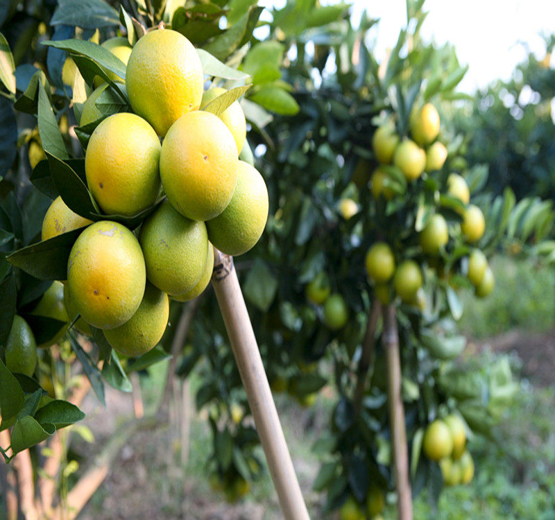 广西鹿寨蜜橙 红肉脐橙 无核金钱蜜橙 鲜甜可口