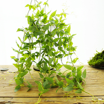 Simulated clematis green leaf rattan plastic single gold and silver flower art Vine fake flower winding hanging wall landscape decoration