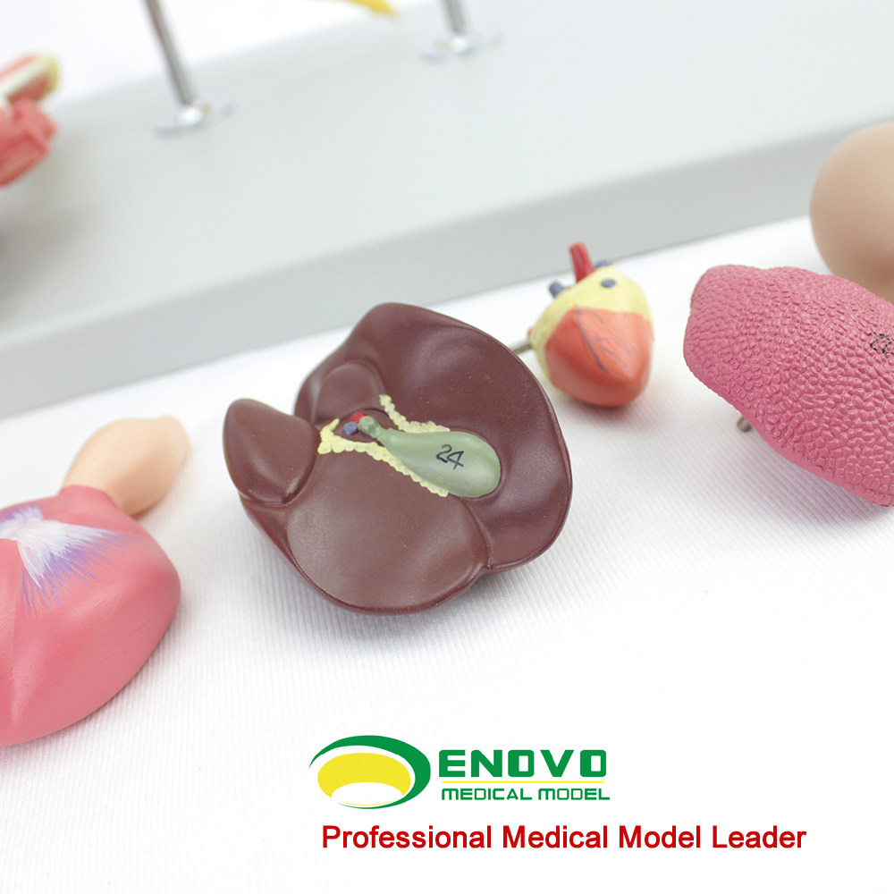 以成年母鸡标本为解剖参考,一比一等比例,纵切设计,完美的整合了鸡