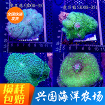 Photo Selection Mushrooms Fluorescent Mushrooms Colorful Mushrooms Coral Living Sea Fish Tank LPS Software Express Package Live Xingguo Ocean