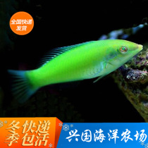 Green dragon green dragon small londhead fish seawater fish living turning sand and eating worm sea water to admire the bio-green dragon fish