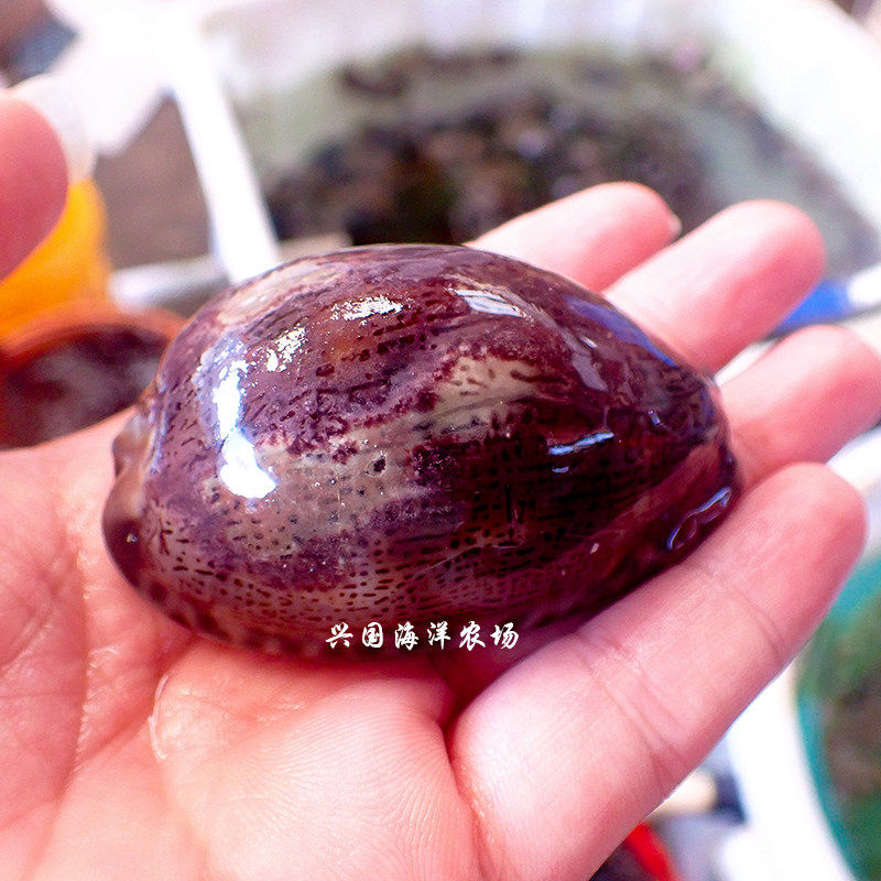 宝贝螺 活体海水鱼珊瑚缸海缸翻砂海星除藻生物快递包活-阿里巴巴