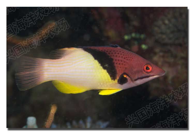 三色龙 三色狐 古巴猪鱼 活体海水鱼 海缸吃虫子兴国海洋快递包活