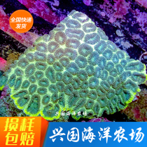 Large Green Brain Seawater Fish Tank Brain Coral Hainan Green Brain midstream without feeding easy to feed delivery bag live