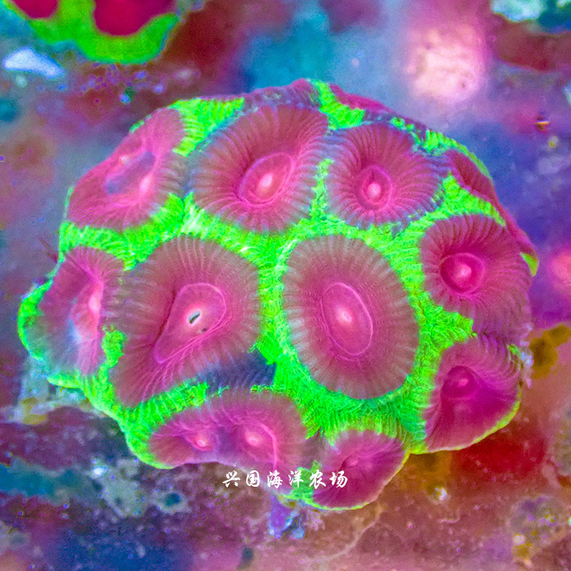 莲子脑 迷宫珊瑚猫眼脑格子脑双色 绿色快递包活