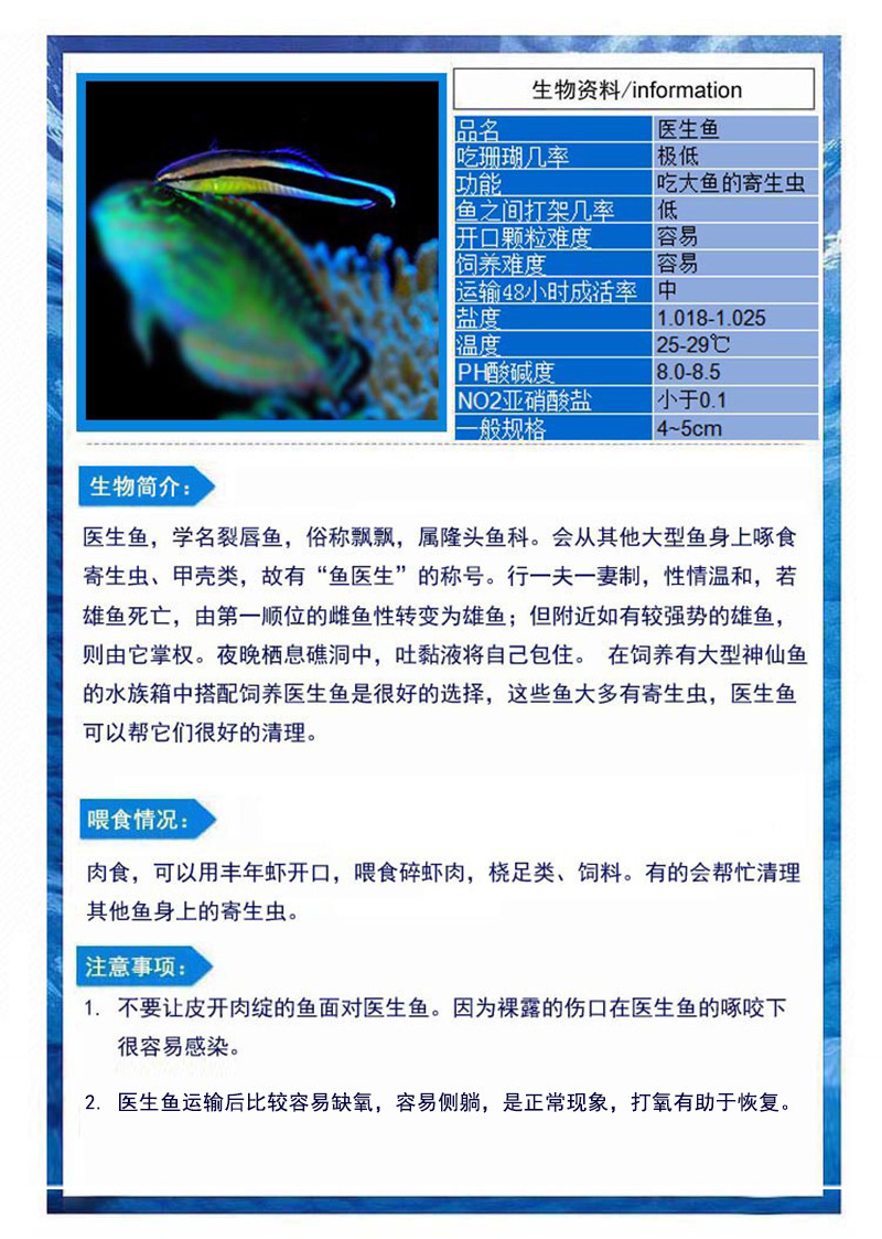 医生鱼 飘飘 裂唇鱼海水鱼活体兴国海洋农场快递发货包活治寄生虫