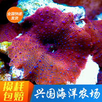 Blue Dot Red Mushrooms Boutique Coral Mushrooms Blue Mushrooms Green Mushrooms Seawater Pet Xingguo Kelp Stone Living A Level
