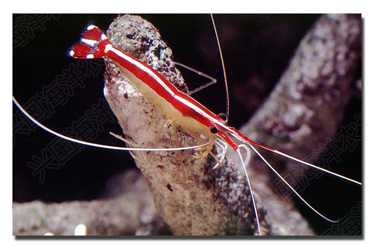 医生虾 海水鱼活体 进口清洁虾海水虾海缸清洁生物吃寄生虫包活