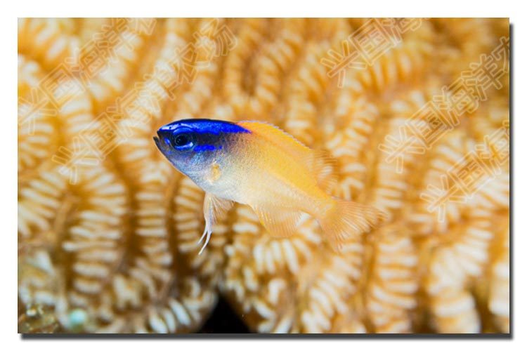 紫头魔 蓝头魔 海水鱼活体雀雕小型鱼小丑鱼蓝魔珊瑚安全快递包活