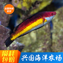 German Nestle Marine Fish Living Pet Fish Ornamental Fish Coral Vat Safety Longhead Fish Gentle Express Package Live