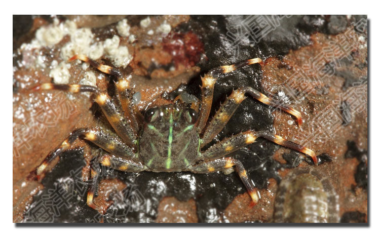 电光蟹 闪电蟹除藻螃蟹海水鱼活体3-5cm珊瑚缸清洁虾蟹快递包活