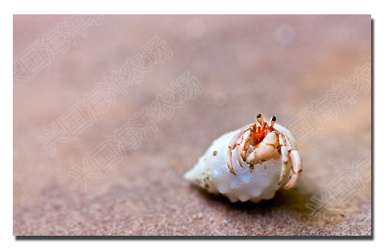 翻沙寄居蟹 活体海水鱼缸翻砂海星翻沙生物快递发货包活兴国海洋