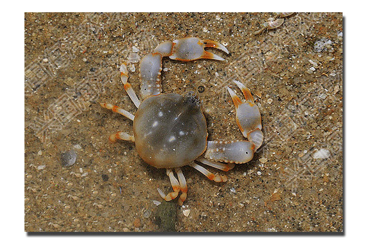 翻砂玉蟹 翻沙蟹海水鱼缸活体小螃蟹翻沙生物翻砂利器兴国包活