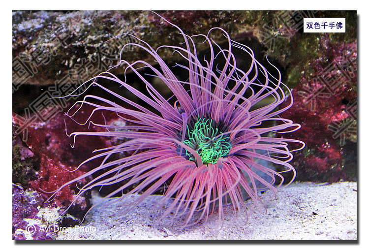 千手佛 活体双色千手佛紫色珊瑚海葵海水生物小丑观赏鱼快递包活