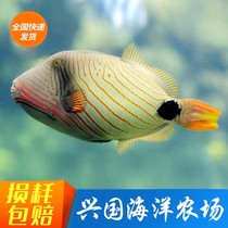 Yellow Grain Shell Fish Seawater Fish Living leather Exfoliating Section Cobalistidae Xingguo Marine Farm Express Package Live