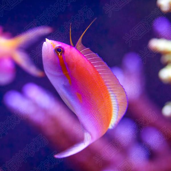紫后 海水鱼海金鱼活体宠物 黄背紫色鱼印尼进口紫罗蓝群养群游