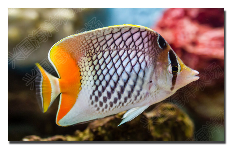 红尾鲽 活体海水鱼 红尾蝶鱼神仙鱼 海缸小丑鱼养定快递包活