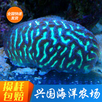 Labyrinth Brain Coral Cat Eye Lattice Brain Bicolor Green Xingguo Marine Farm Express Package Live Fluorescence