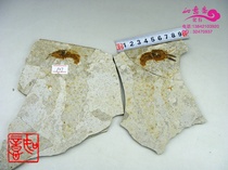 Bizarre ring-foot shrimp vs Kheat River pale biochemical group plant insect wolf fin fish science specimen yang-positive fossil